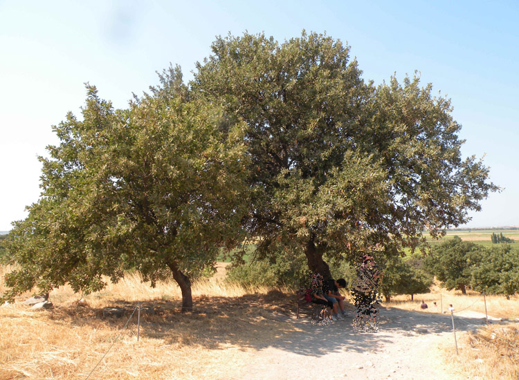 Quercus calliprinos e Quercus macrolepis